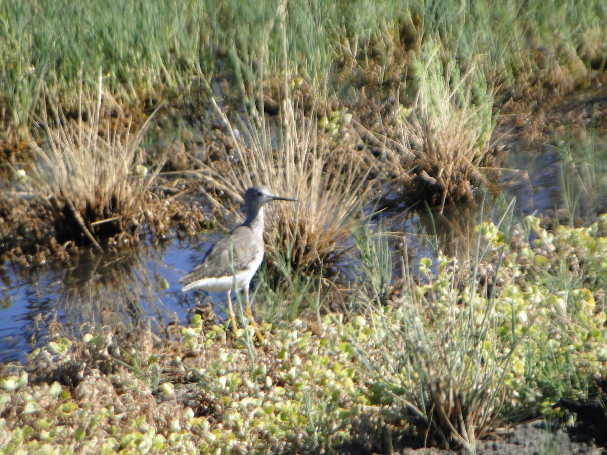 Lesser Yellowlegs - Agustín Rubio