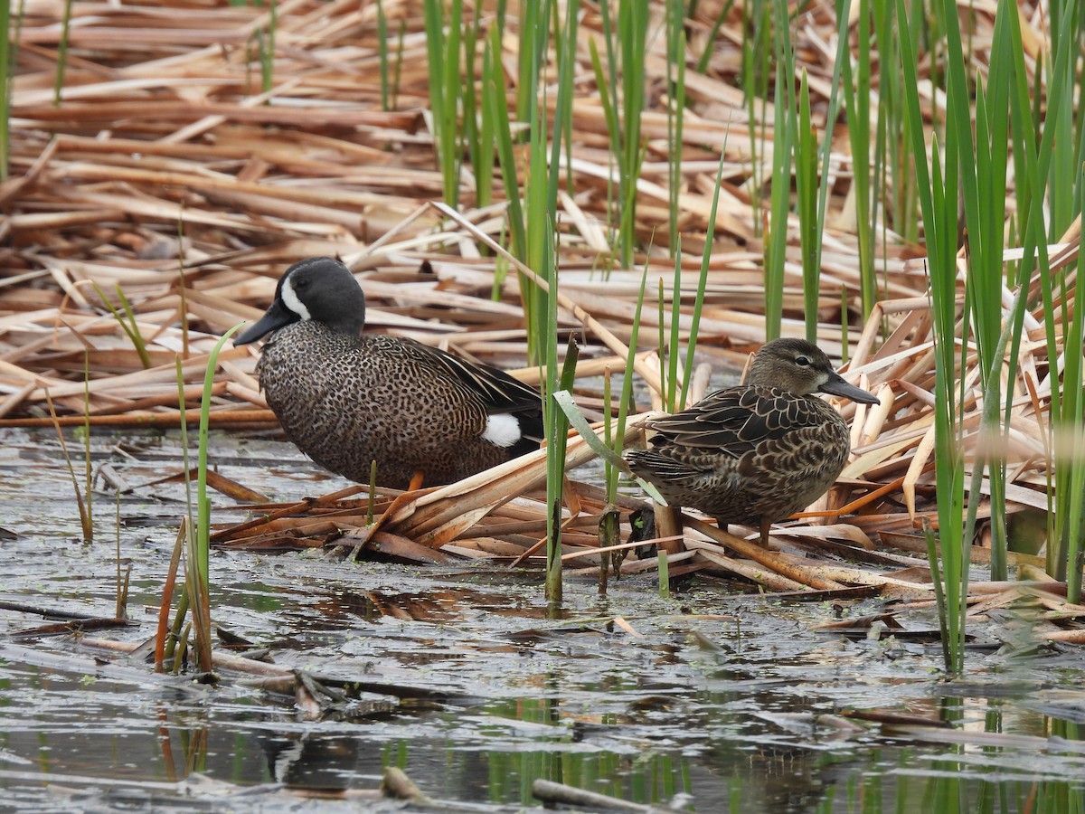Blue-winged Teal - ML617744235