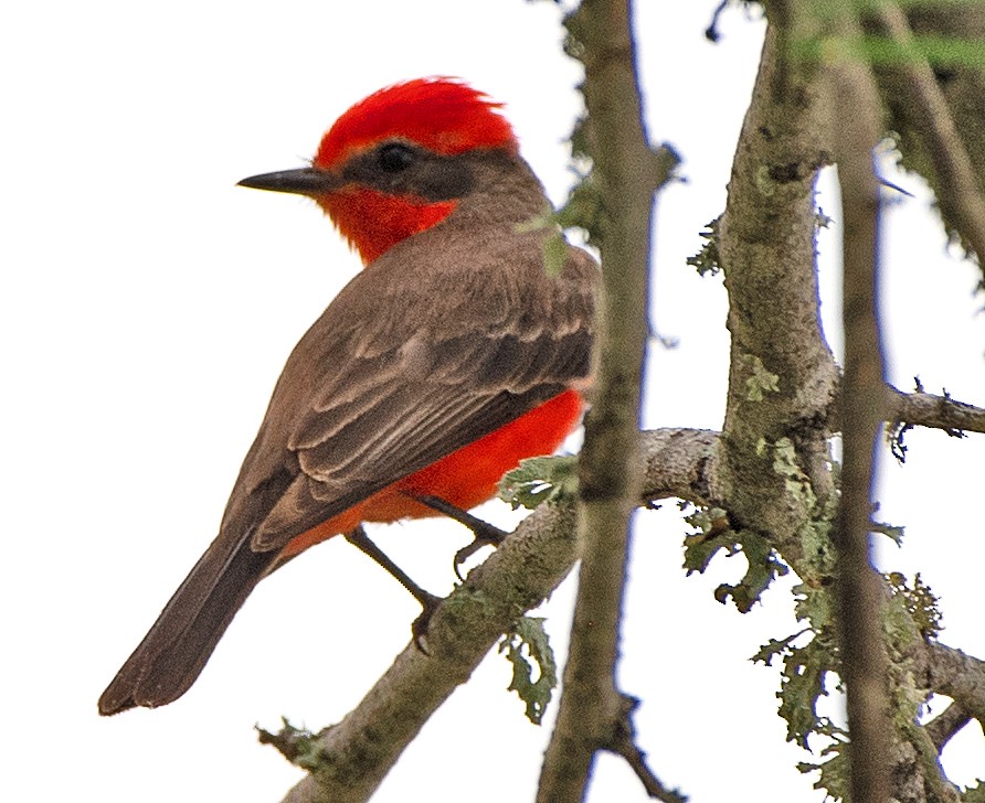 Vermilion Flycatcher - ML617744258