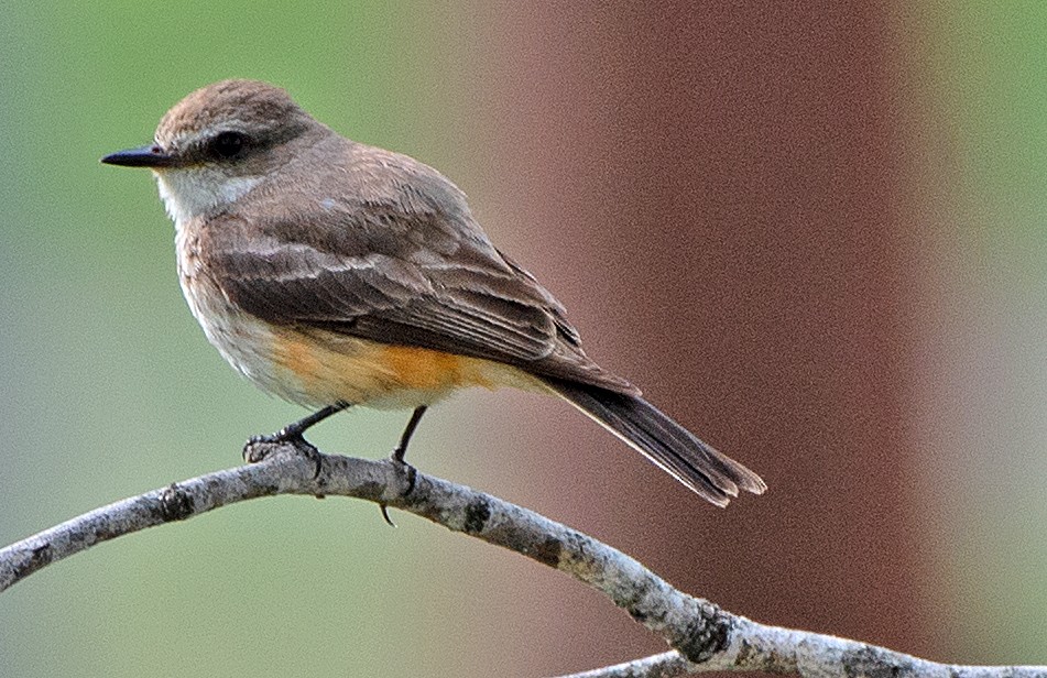 Vermilion Flycatcher - ML617744269