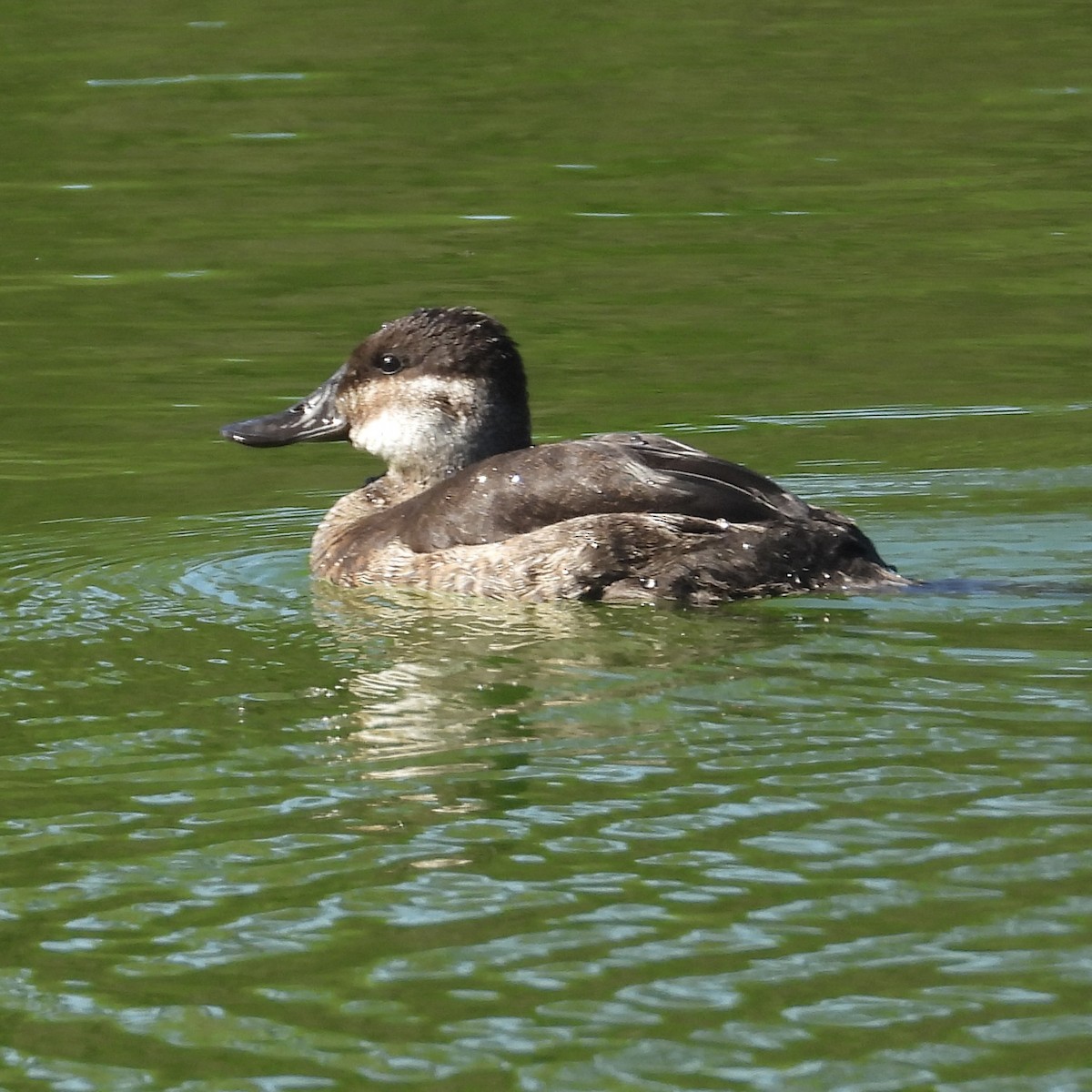 Ruddy Duck - ML617744271