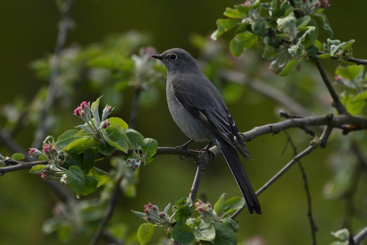 Townsend's Solitaire - ML617744286