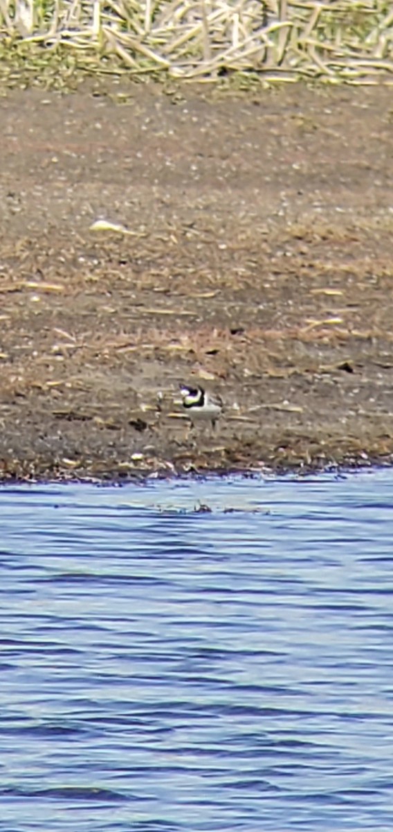 Semipalmated Plover - Dylan Dell-Haro