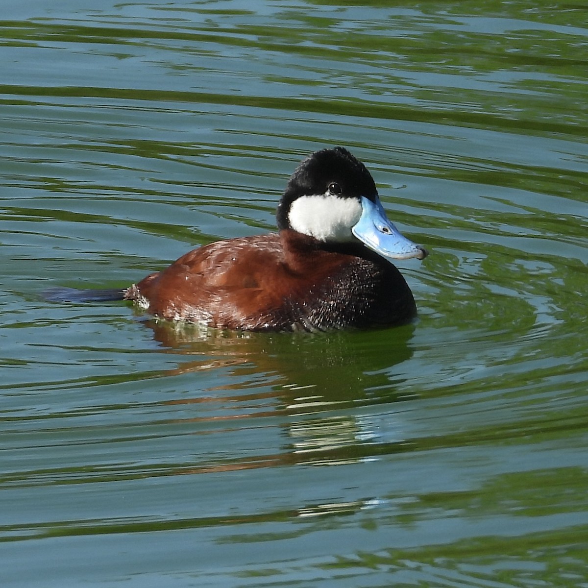 Ruddy Duck - ML617744346