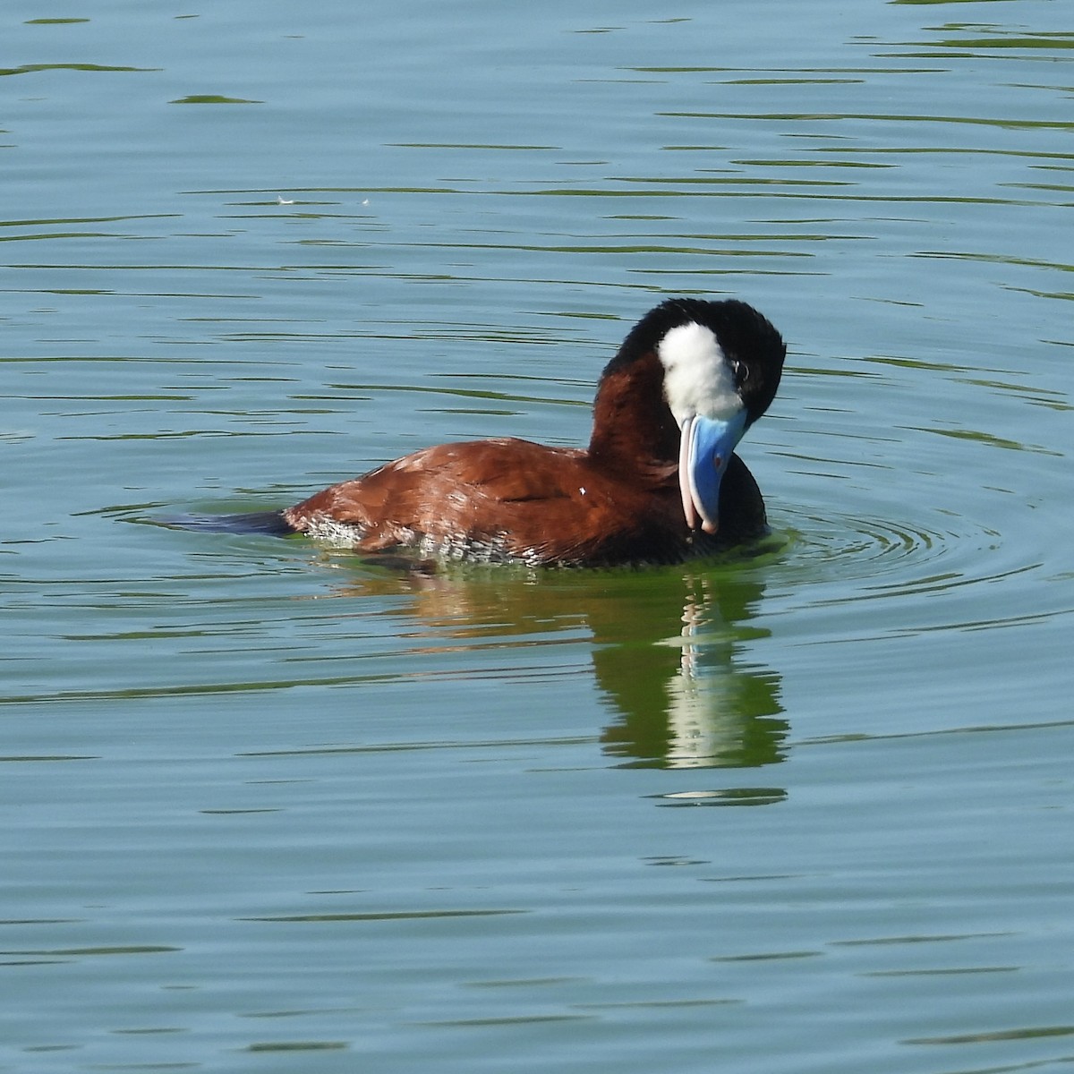 Ruddy Duck - ML617744370