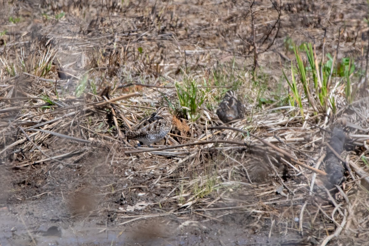 Wilson's Snipe - ML617744391