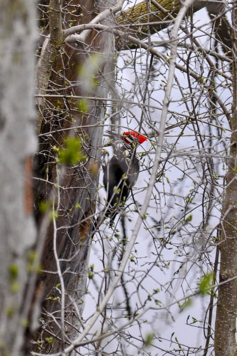 Pileated Woodpecker - ML617744392