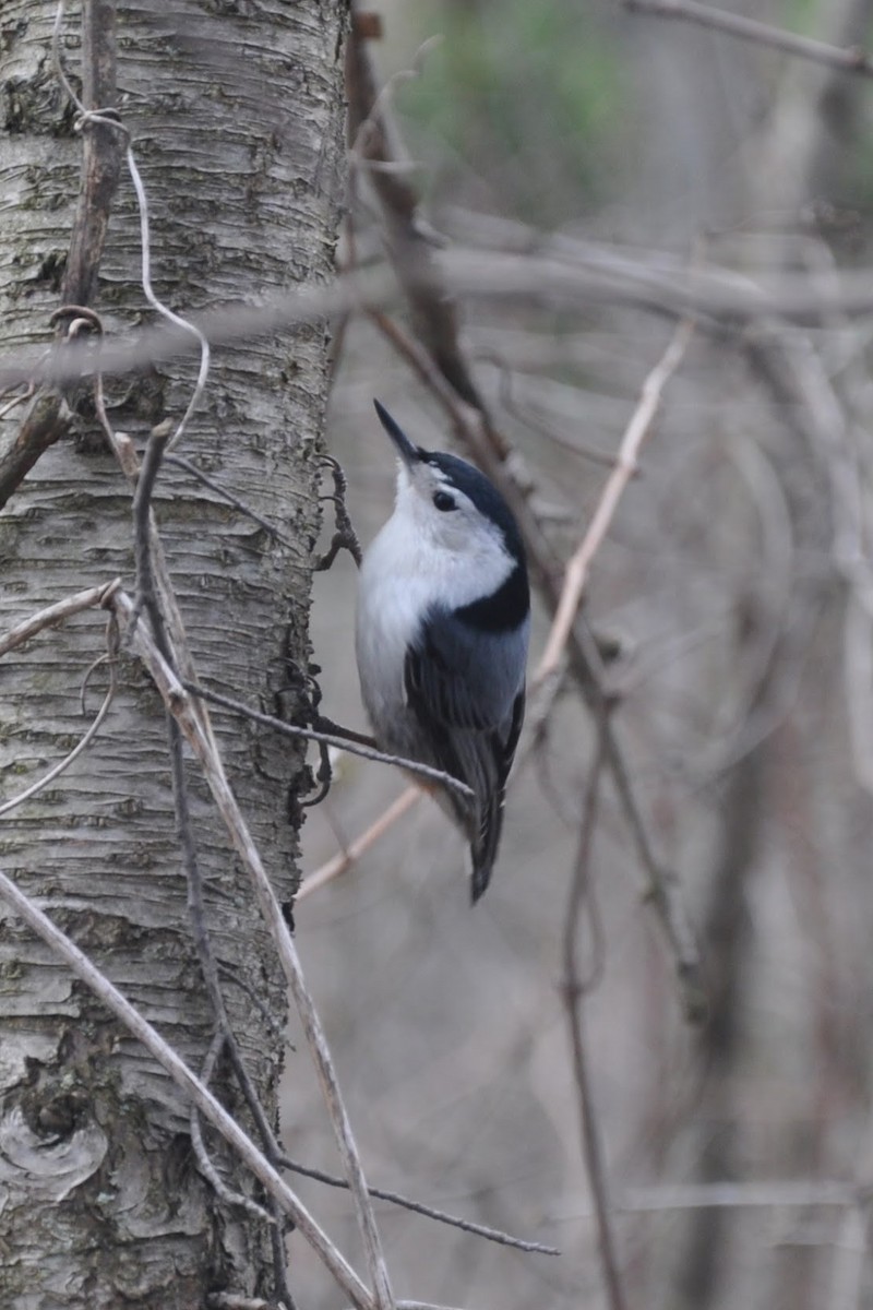 White-breasted Nuthatch - ML617744417