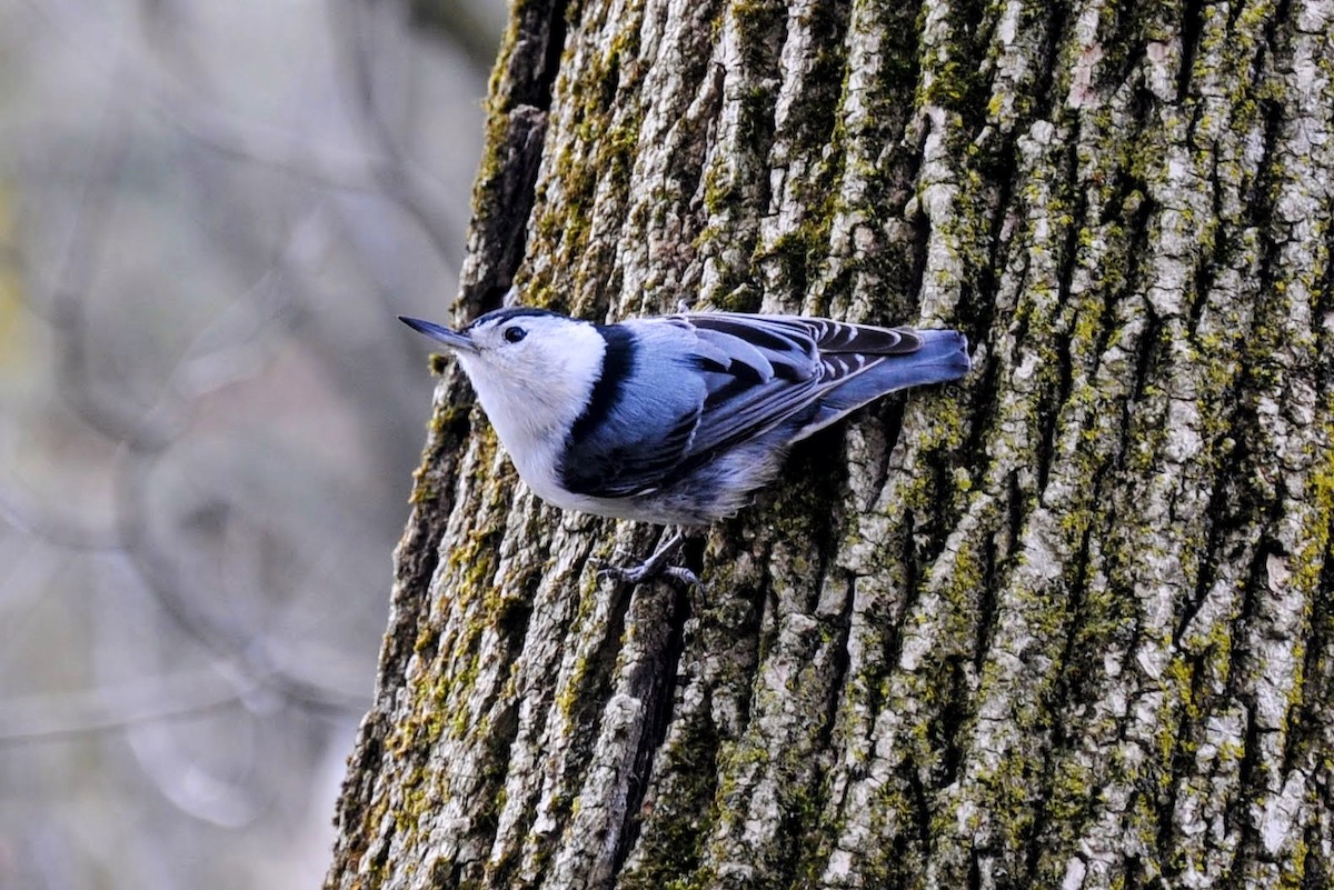 White-breasted Nuthatch - ML617744418