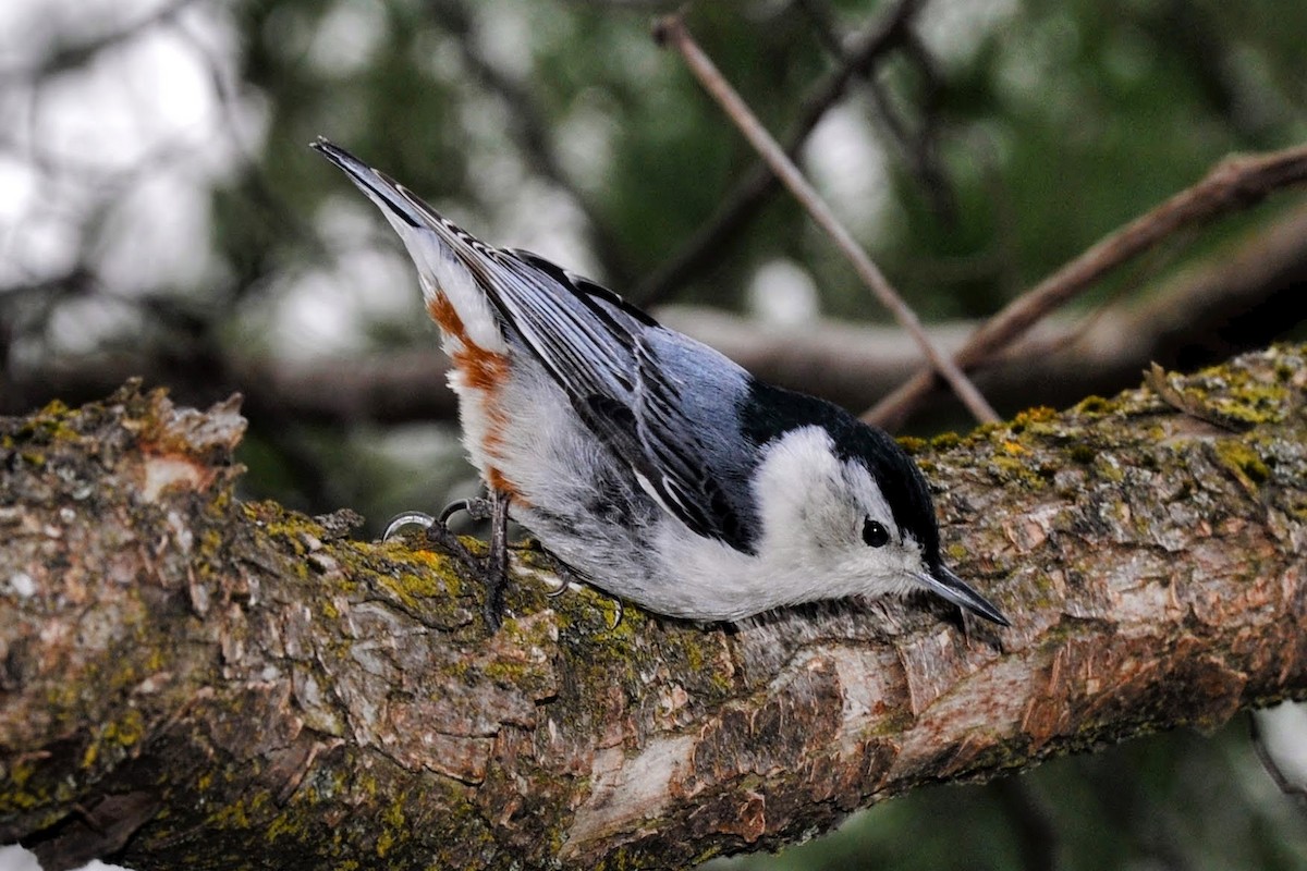 White-breasted Nuthatch - ML617744419