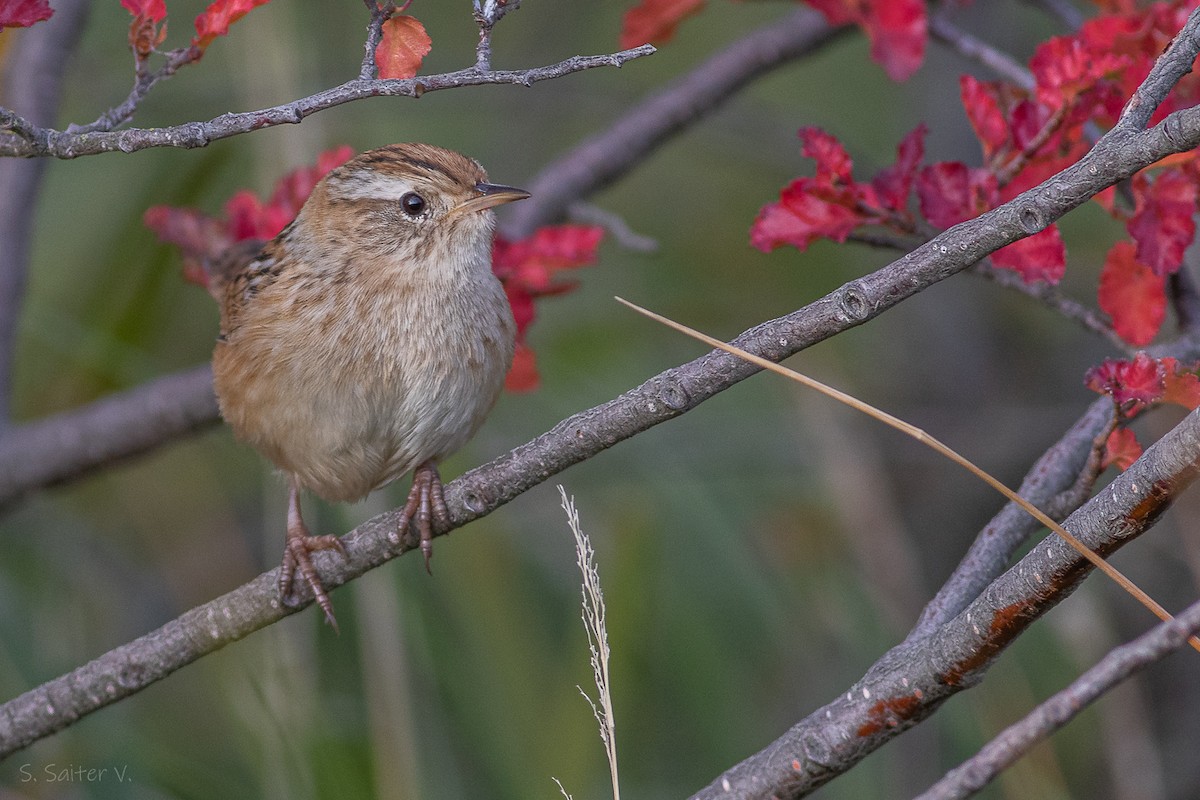 Grass Wren (Austral) - ML617744430