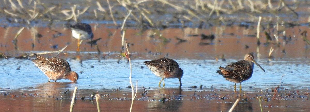 Long-billed Dowitcher - ML617744437