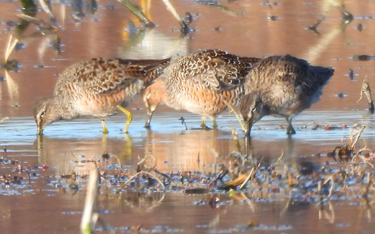 Long-billed Dowitcher - ML617744438