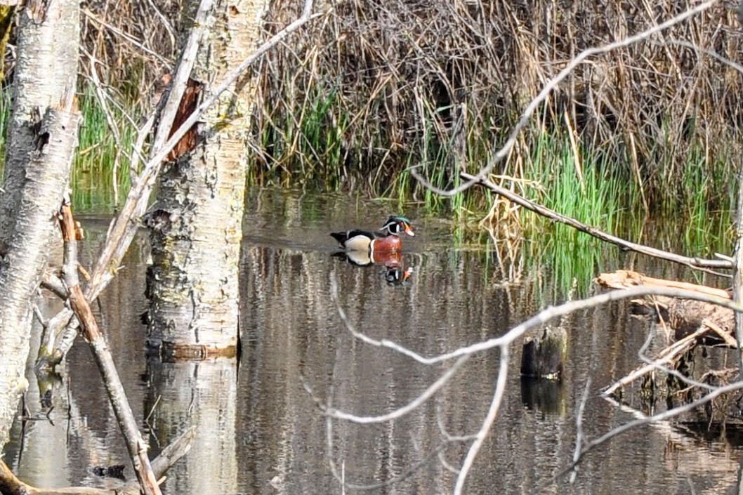 Wood Duck - ML617744441