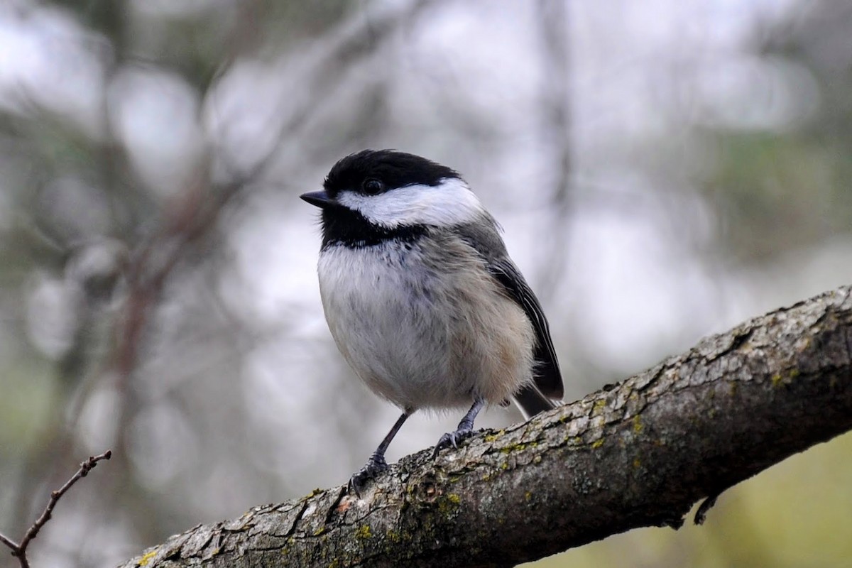 Black-capped Chickadee - ML617744484