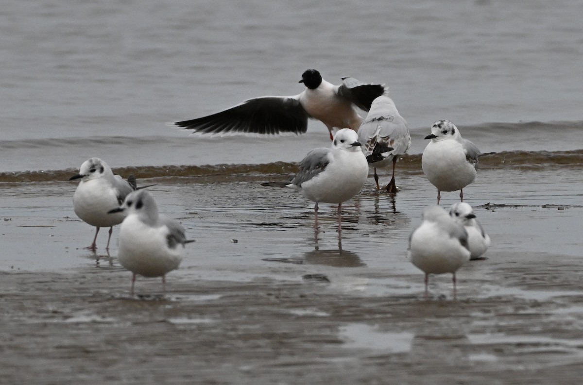 Little Gull - ML617744493