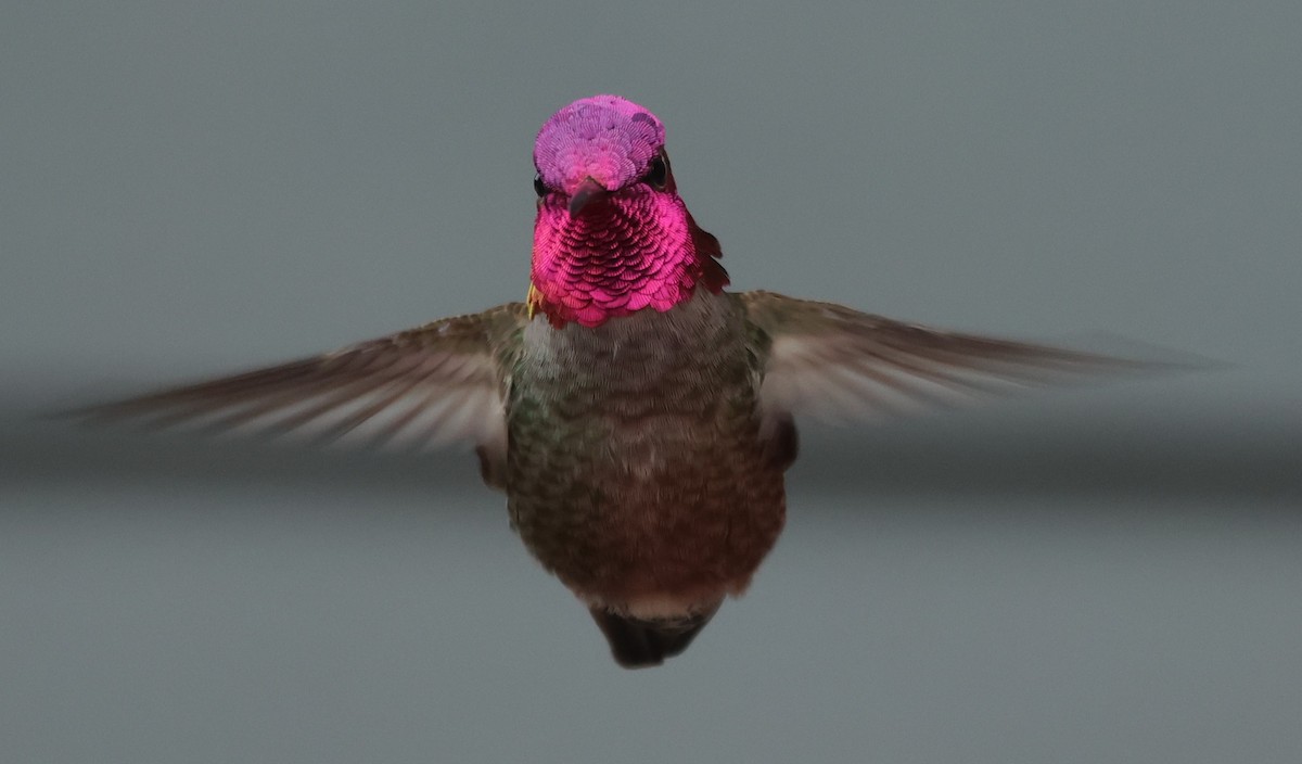 Anna's Hummingbird - ML617744499