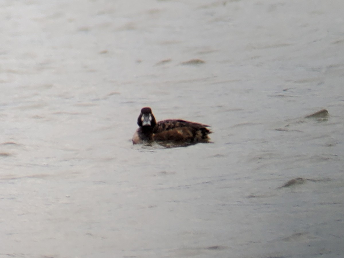 Greater Scaup - ML617744511