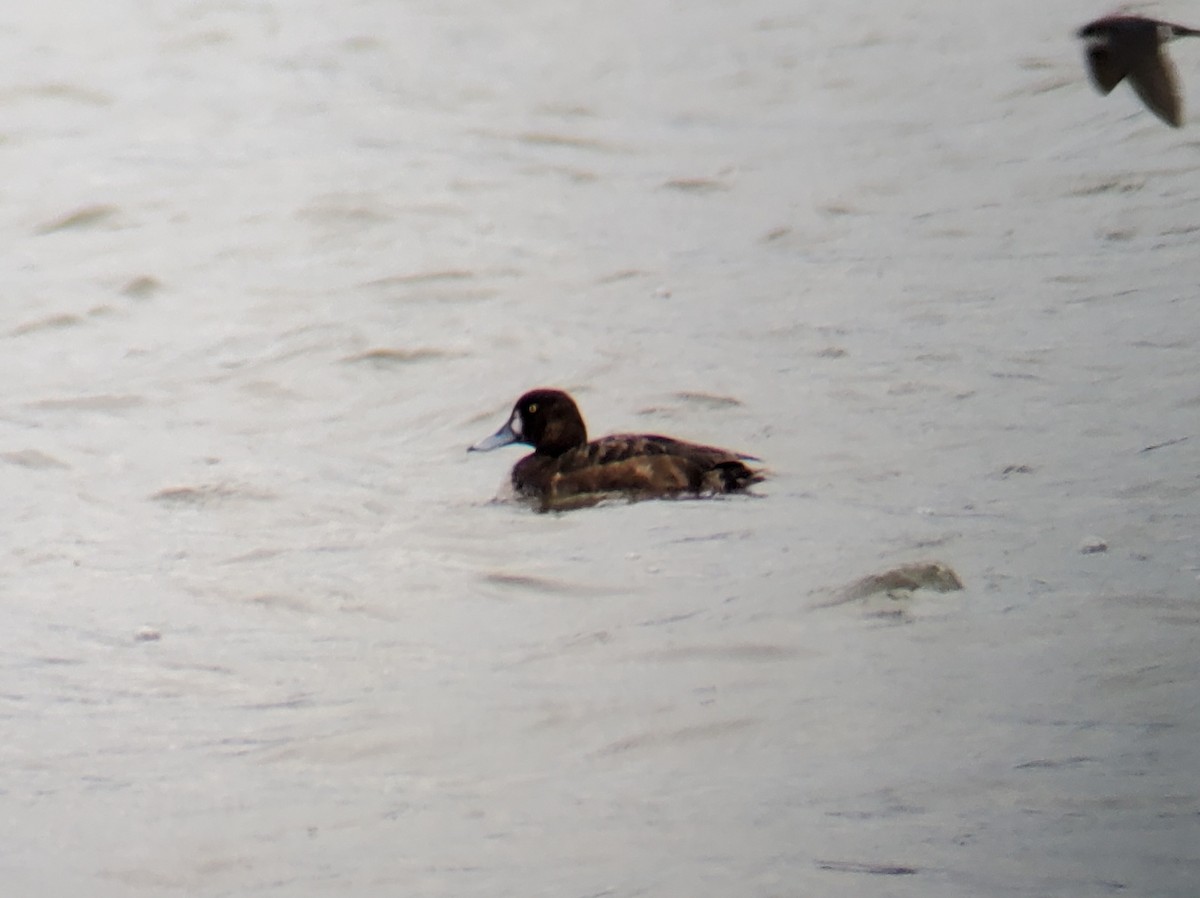 Greater Scaup - ML617744514