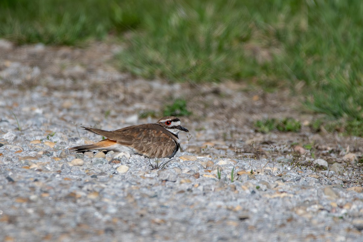 Killdeer - ML617744537