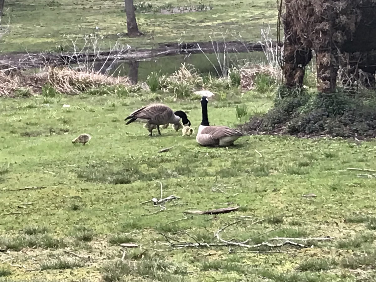 Canada Goose - ML617744558