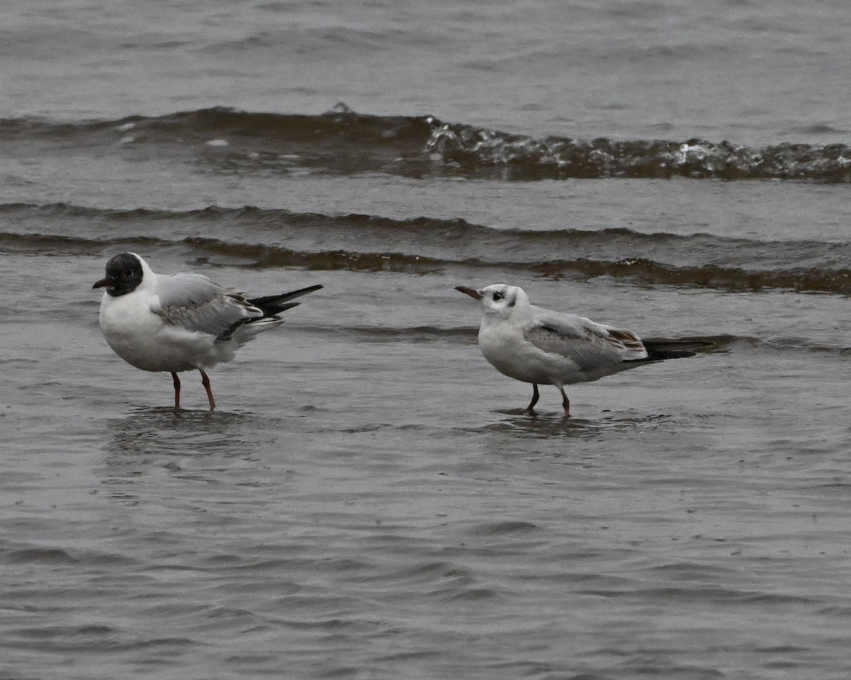 Mouette rieuse - ML617744590