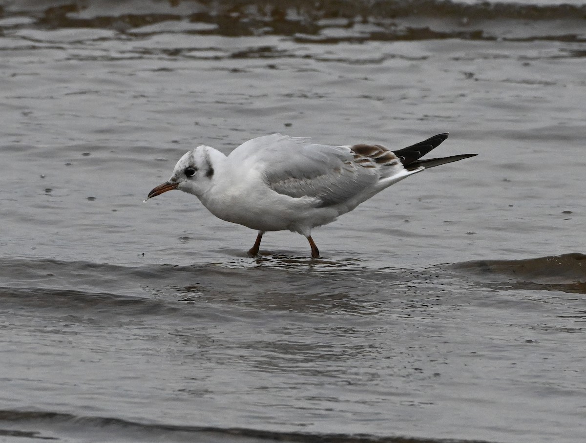 Mouette rieuse - ML617744591