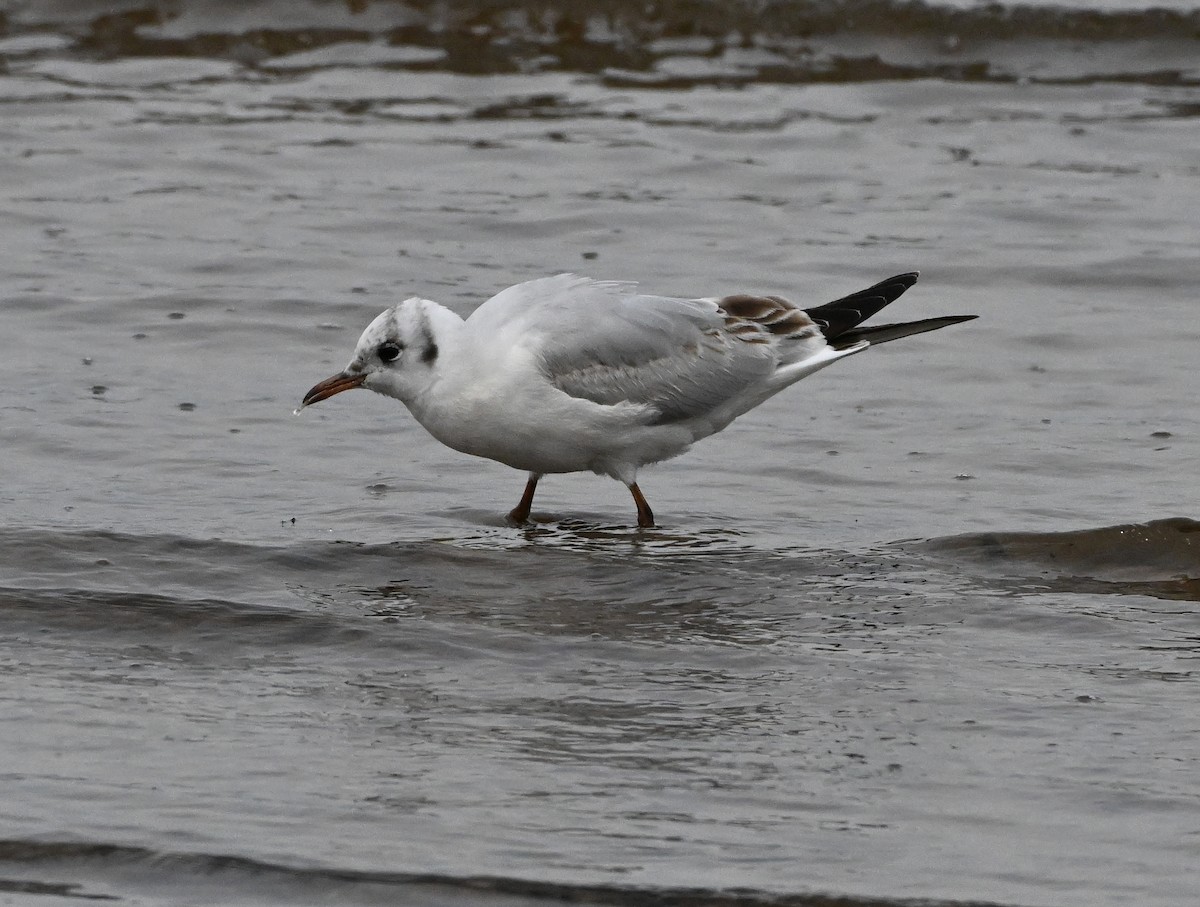 Black-headed Gull - ML617744591