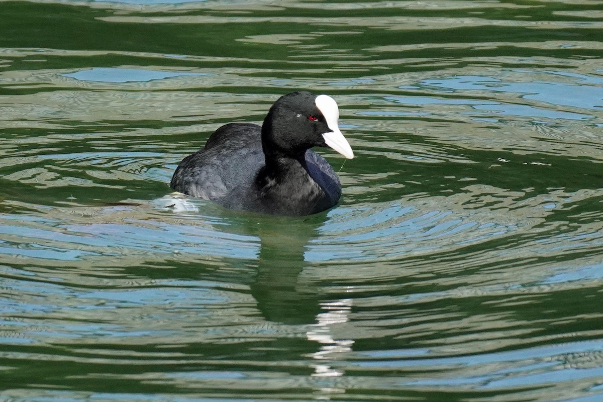 Eurasian Coot - Susan Iannucci