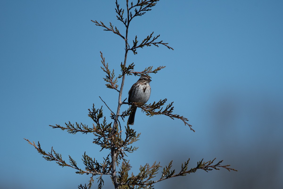 Song Sparrow - ML617744620