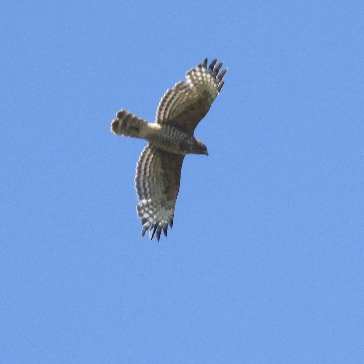 Red-shouldered Hawk - ML617744623