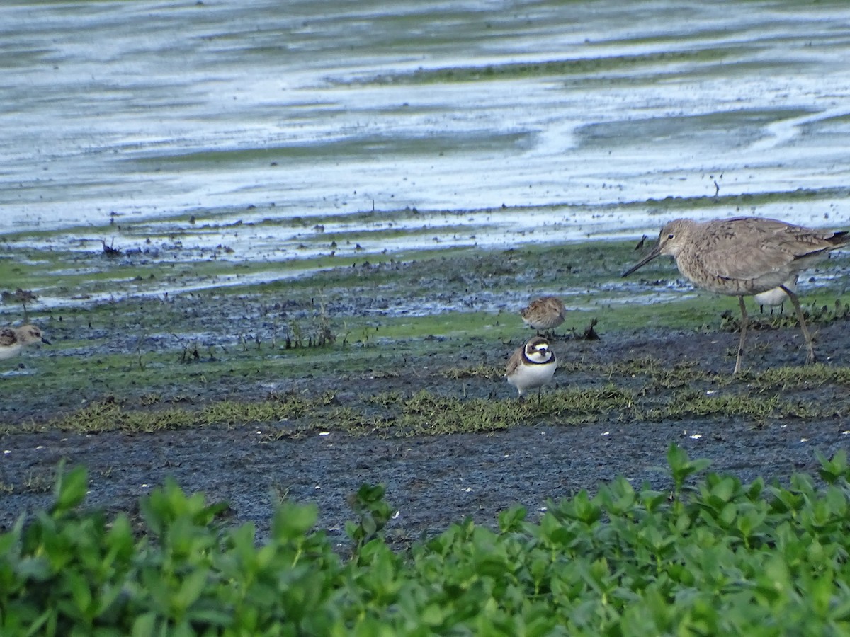 Semipalmated Plover - ML617744654