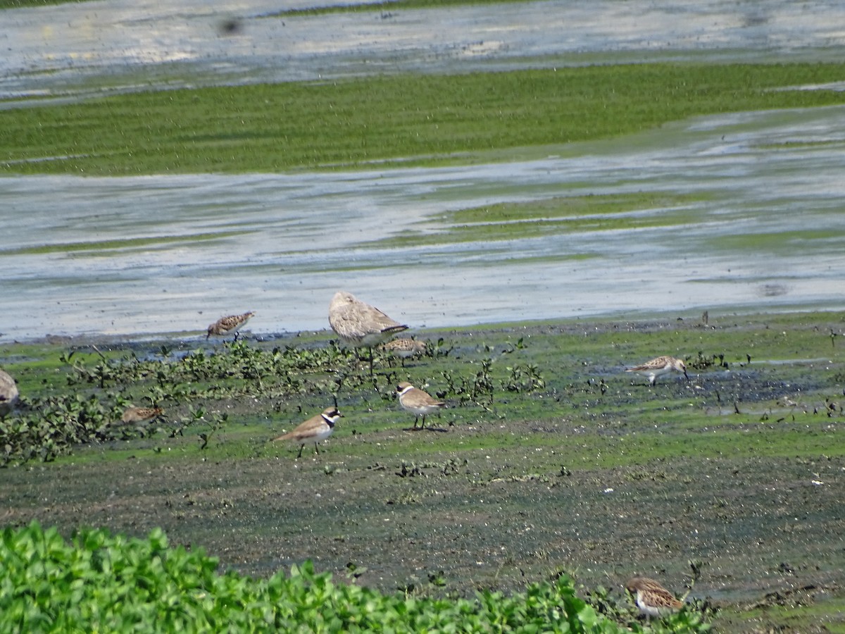 Semipalmated Plover - ML617744656