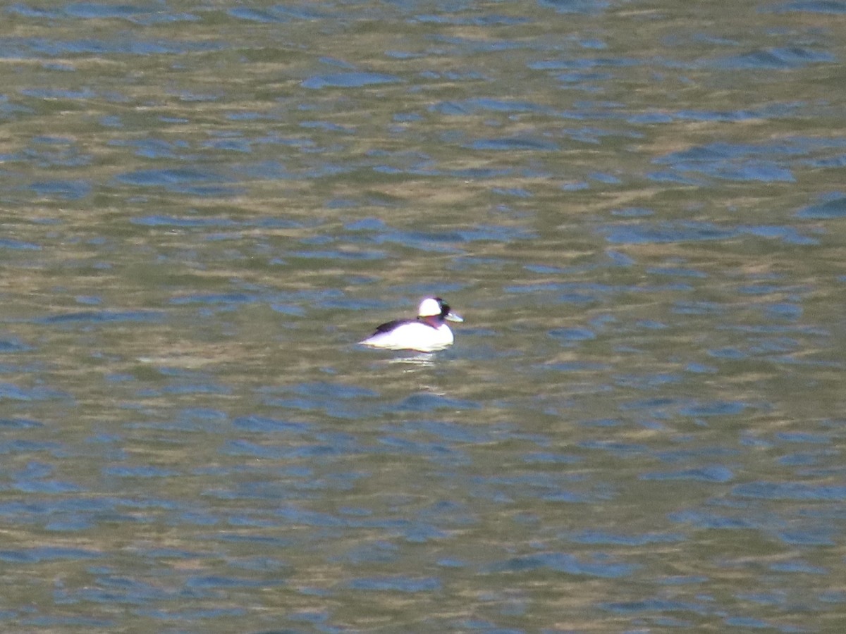 Bufflehead - ML617744658