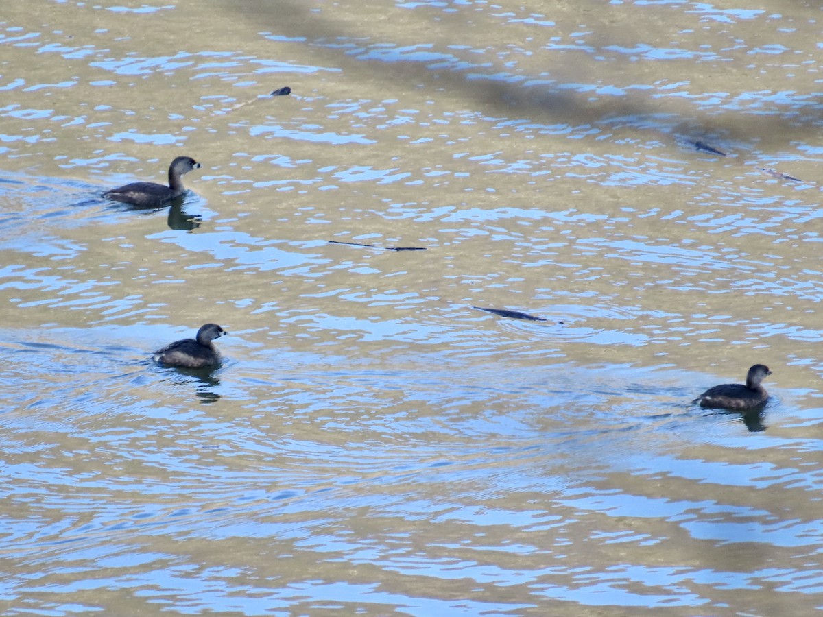 Pied-billed Grebe - ML617744670