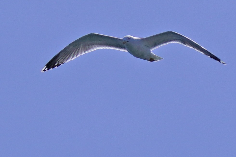 Yellow-legged Gull - ML617744690