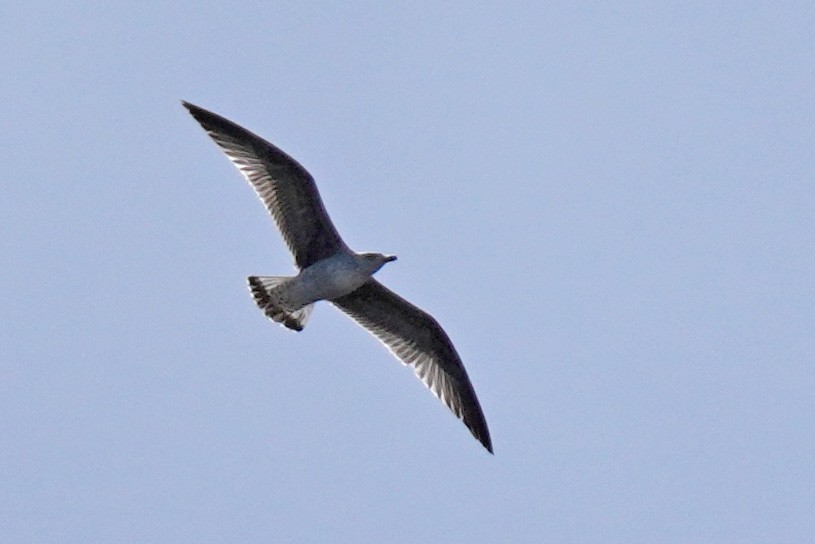 Yellow-legged Gull - ML617744692