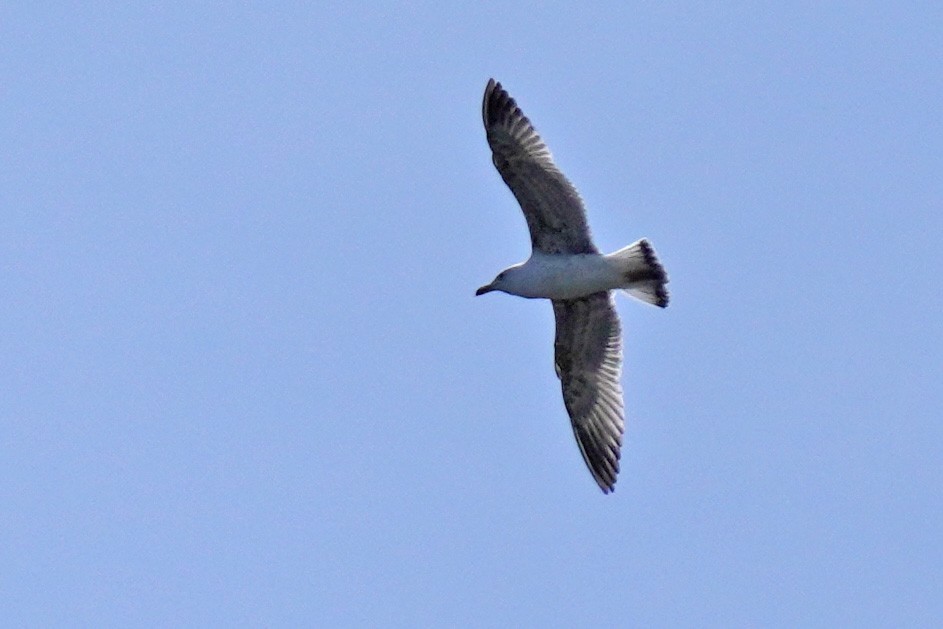 Yellow-legged Gull - ML617744693