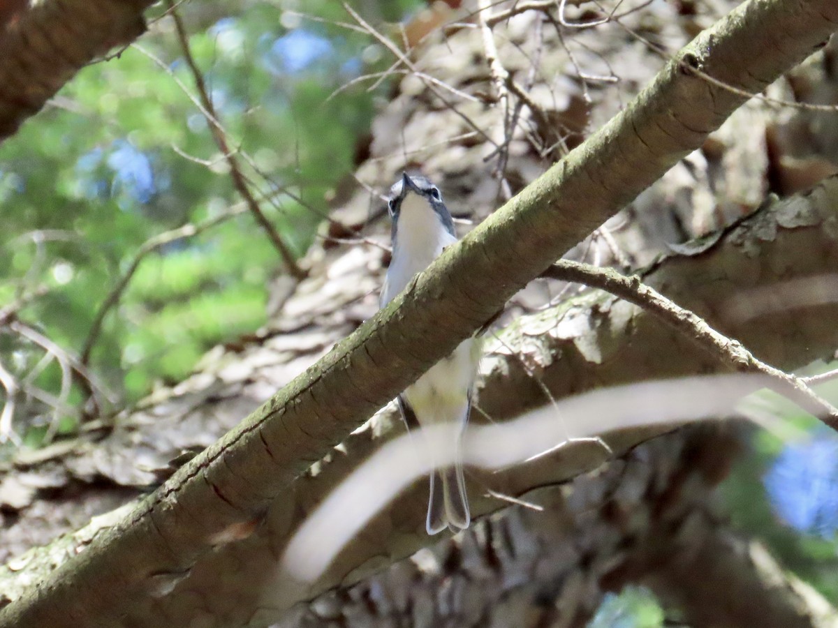 Blue-headed Vireo - ML617744697