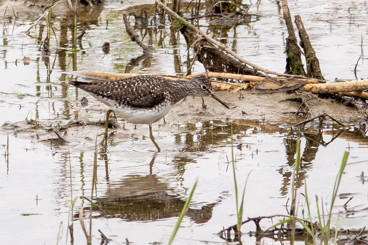 Solitary Sandpiper - ML617744705