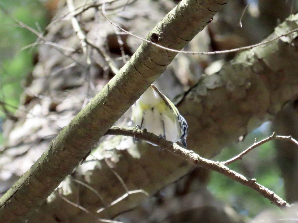 Blue-headed Vireo - ML617744708