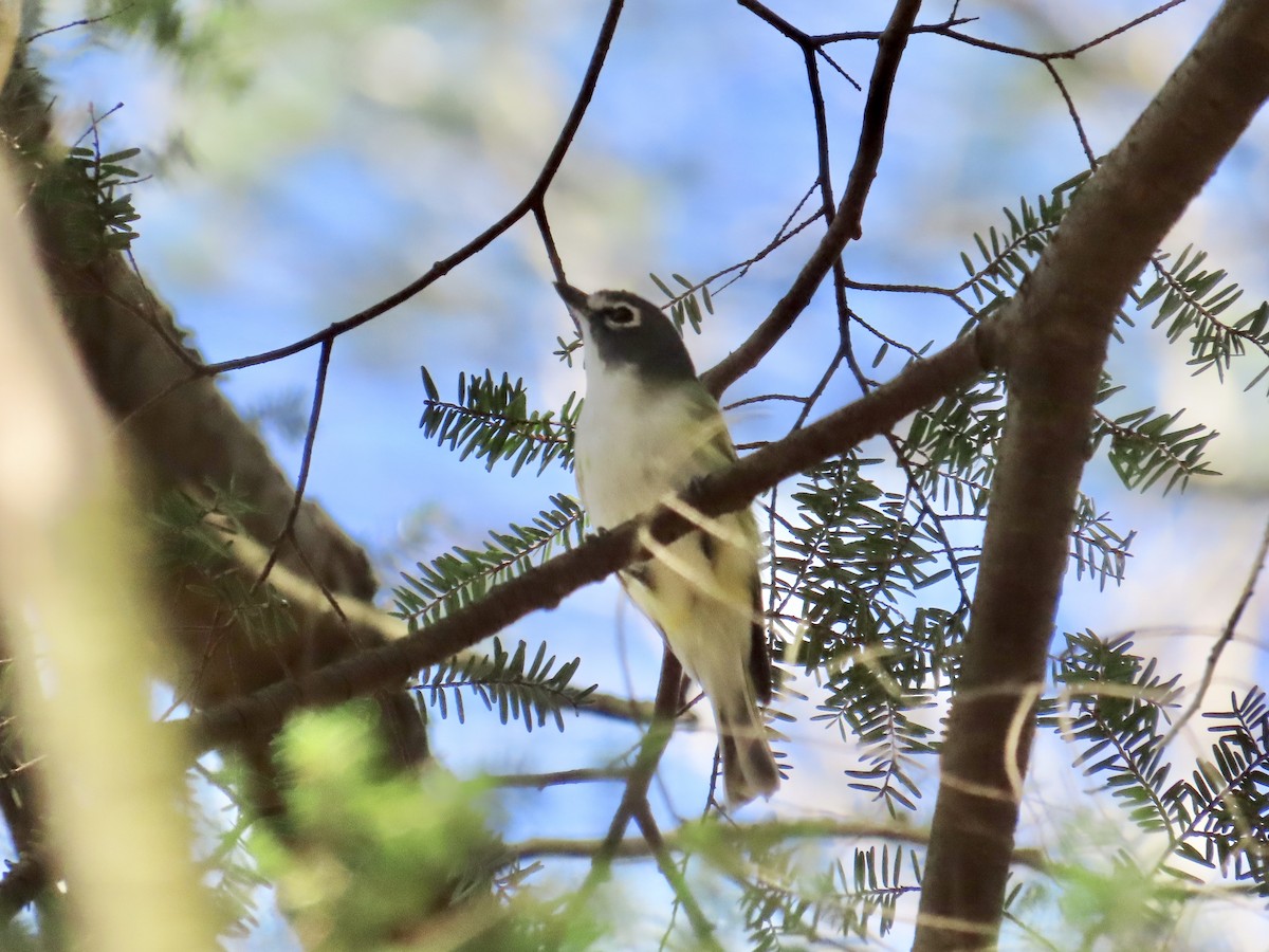 Blue-headed Vireo - ML617744711