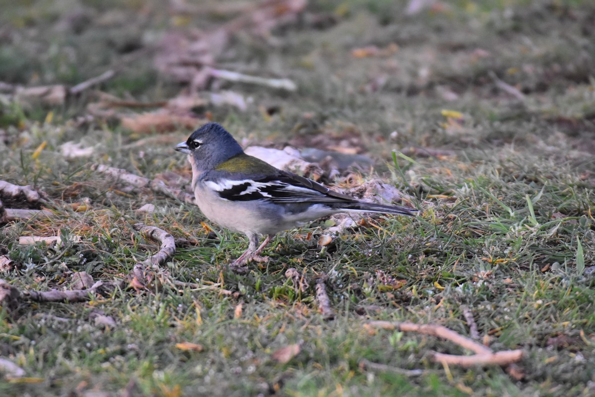 African Chaffinch (African) - ML617744719