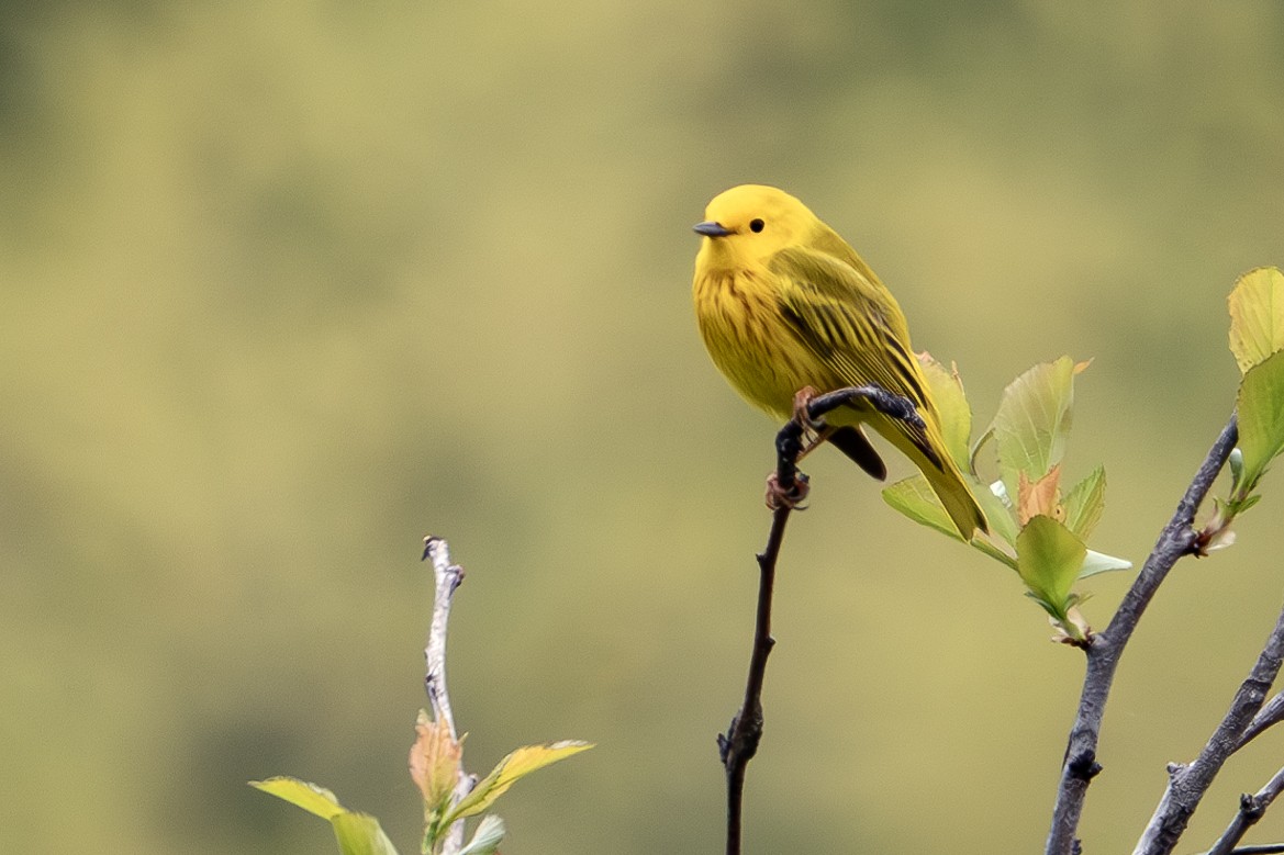 Yellow Warbler - ML617744723