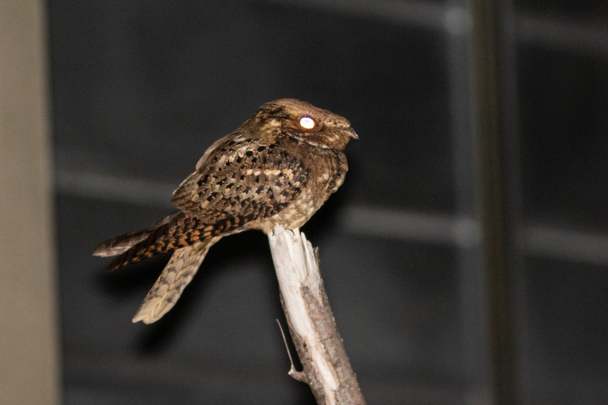 Chuck-will's-widow - ML617744732