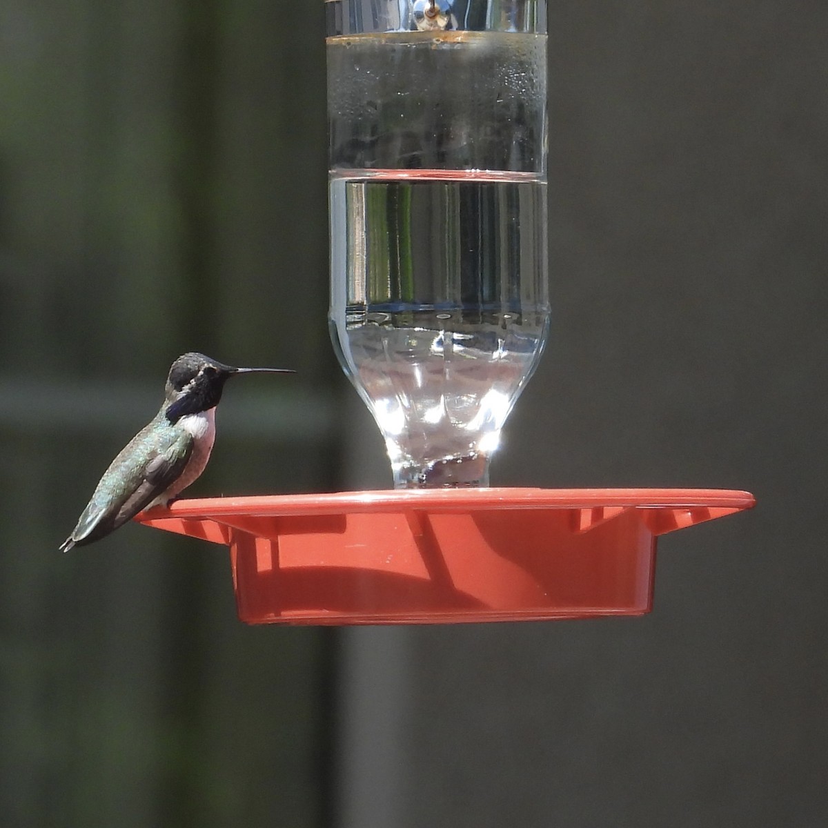 Costa's Hummingbird - ML617744755