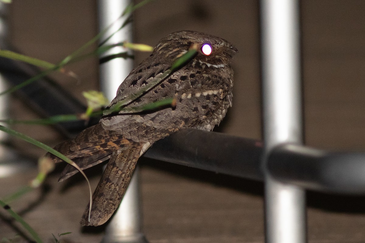 Chuck-will's-widow - ML617744756