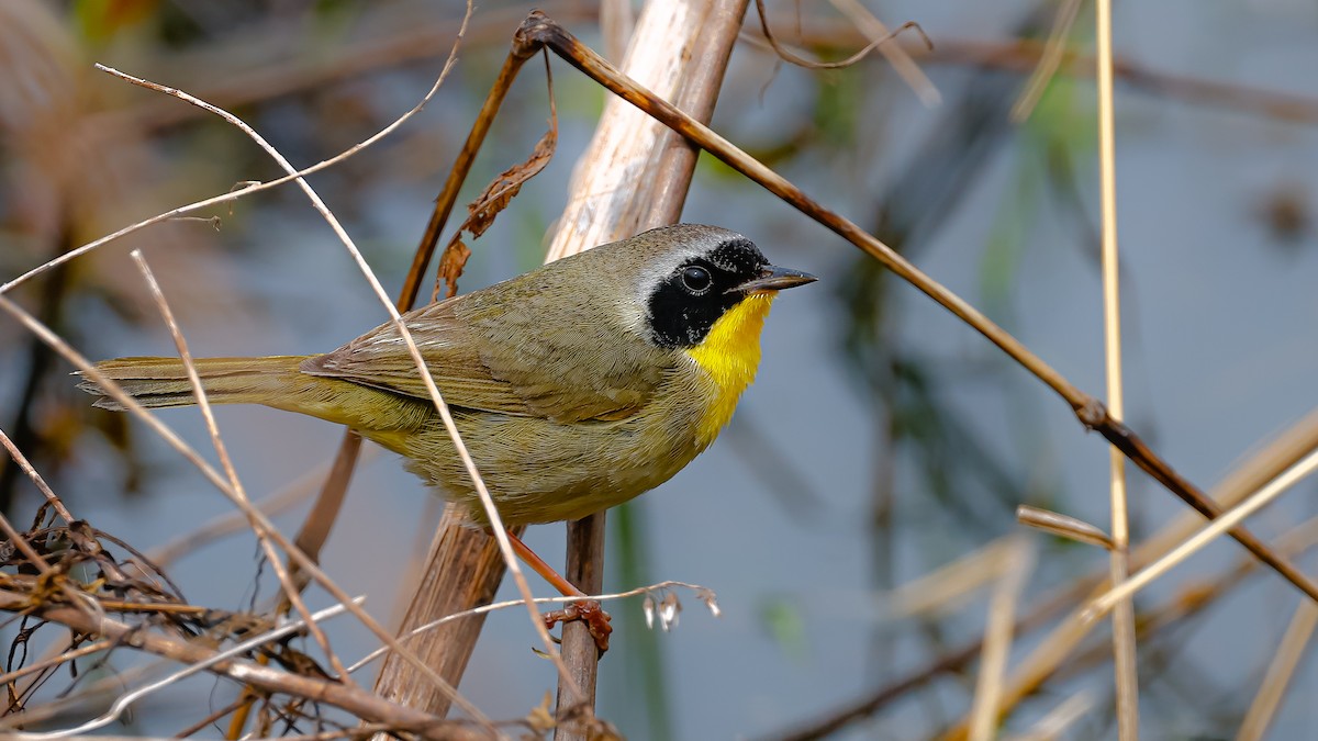 Common Yellowthroat - ML617744764