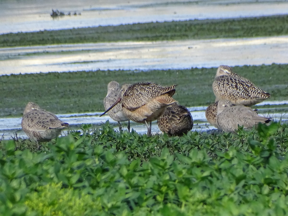 Marbled Godwit - ML617744772