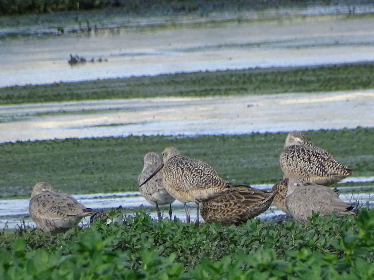 Marbled Godwit - ML617744774